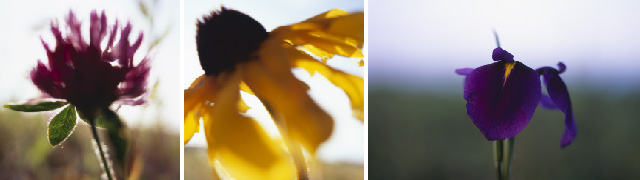 花咲風力発電所の風景その2