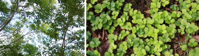 CEF伊豆熱川ウインドファームの風景その2