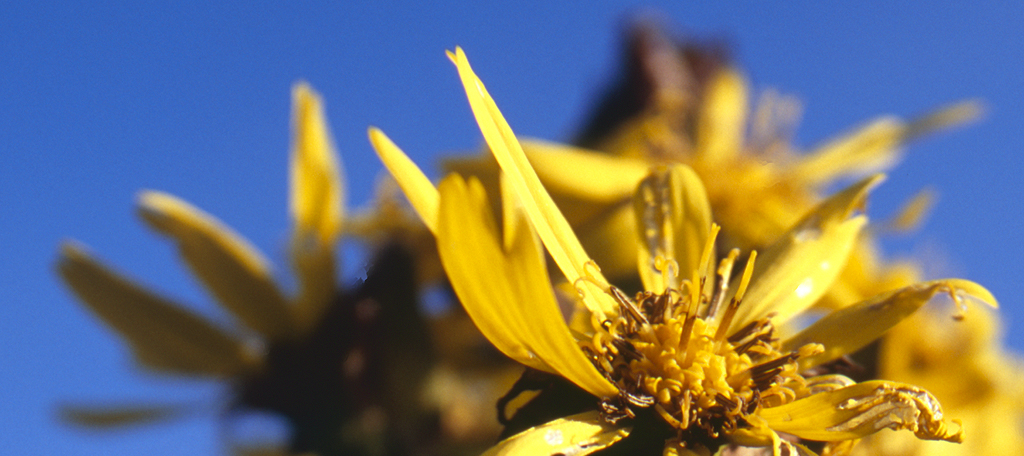 新エネルギーとは
